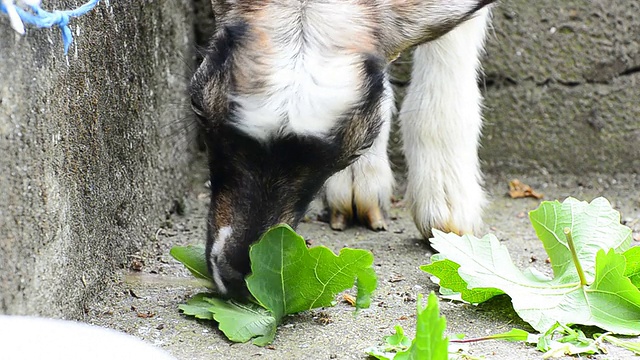 小山羊视频素材