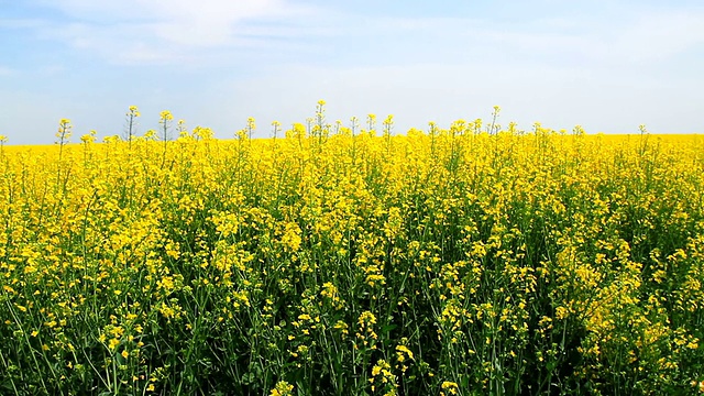 黄色油籽田鹤拍摄夏季背景高清视频素材