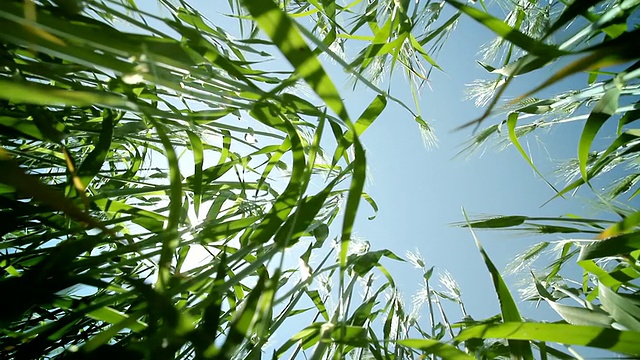 绿色夏季小麦从地面上看与太阳背景高清视频素材