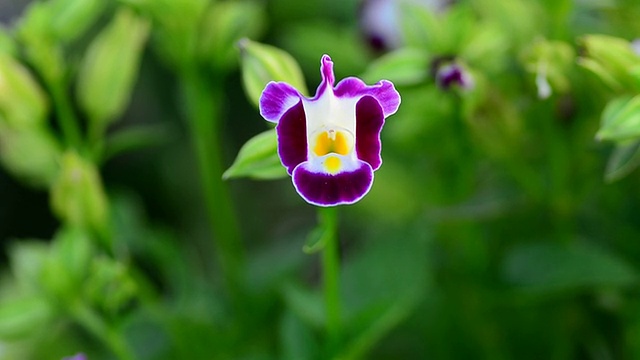 Torenia花视频素材