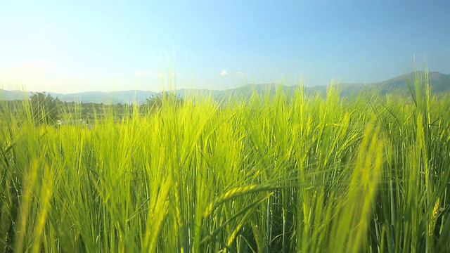 大麦视频素材