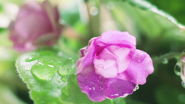 雨后的湿草和花极为特写视频素材