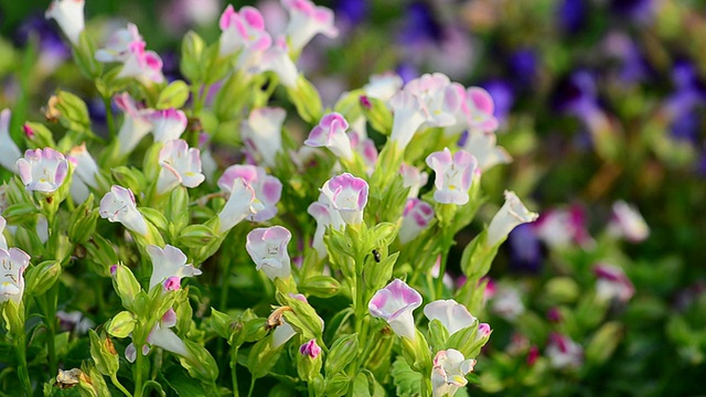 Torenia花视频素材