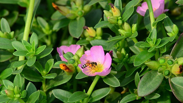 马齿苋和蜜蜂视频素材