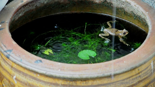 下雨天，黄色的青蛙在鱼塘里游来游去。视频素材