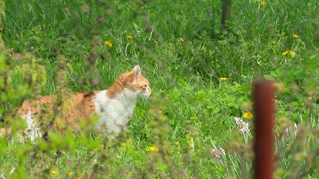 猫视频素材