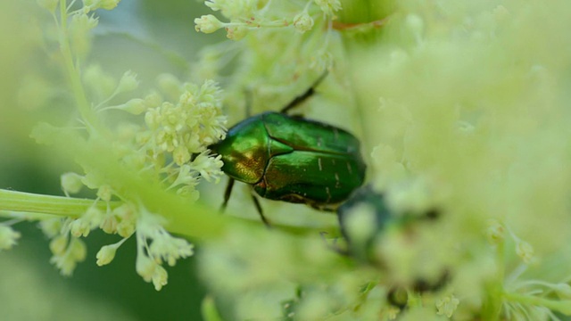 昆虫Protaetia (Liocola) marmorata采集花粉视频下载