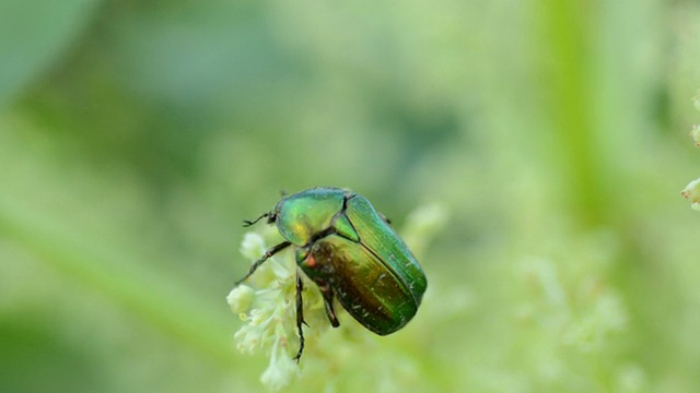 昆虫Protaetia (Liocola) marmorata采集花粉视频下载