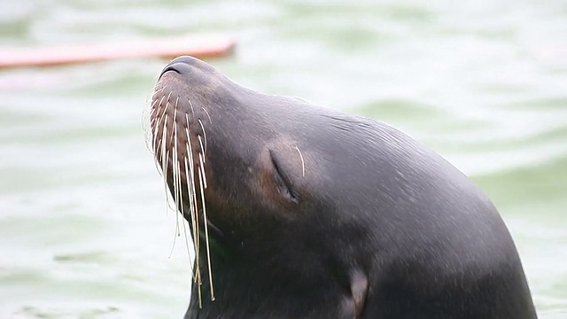 海狮视频素材