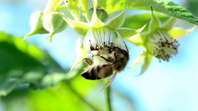 蜜蜂为树莓传粉视频素材