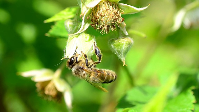 蜜蜂为树莓传粉视频下载