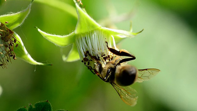 蜜蜂为树莓传粉视频下载