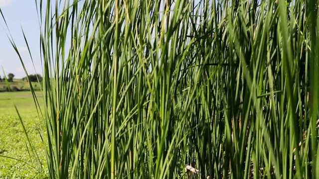 野外竹林特写视频素材