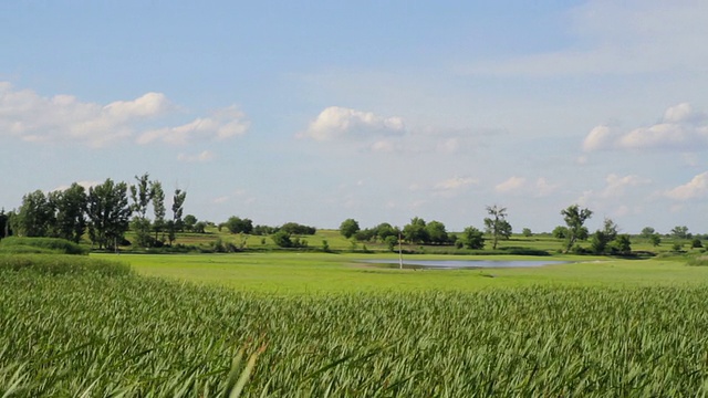 绿草夏野自然生态旅游春鹤背景视频素材