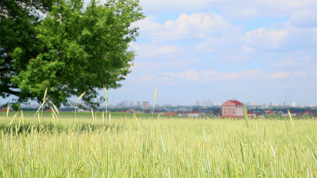 有麦田和天空的风景视频素材