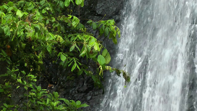 瀑布在热带雨林视频素材