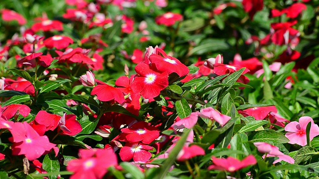 小长春花花视频素材