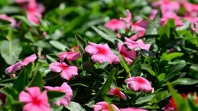 小长春花花视频素材