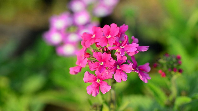 Verbena (verbenas或vervains)视频素材