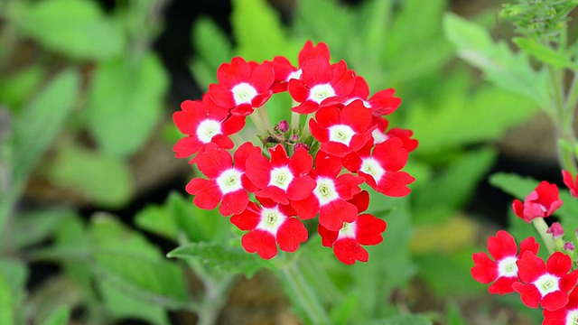 Verbena (verbenas或vervains)视频素材