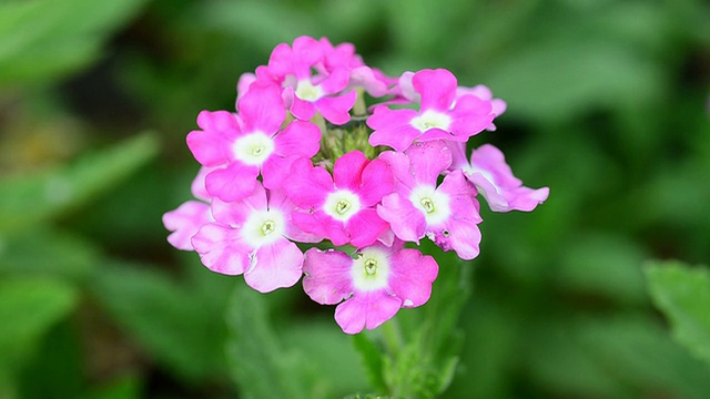 Verbena (verbenas或vervains)视频素材