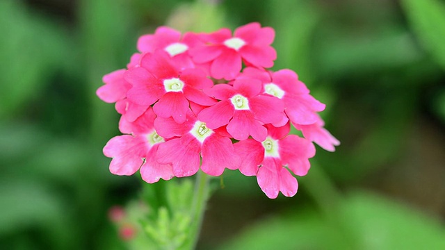 Verbena (verbenas或vervains)视频素材