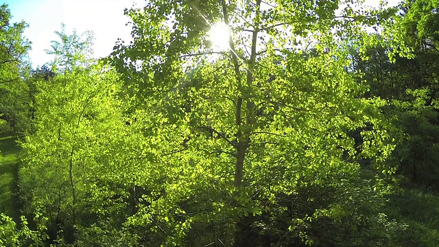 航空:夏季森林视频素材