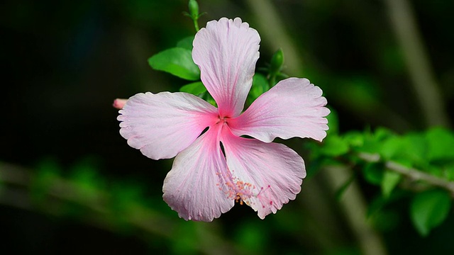 芙蓉视频素材