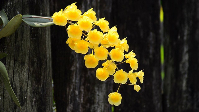 煎蛋兰花视频素材