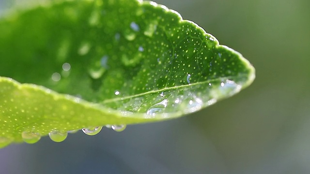 带有水滴的柑橘叶视频素材