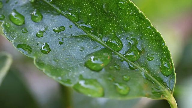 湿石灰叶视频素材