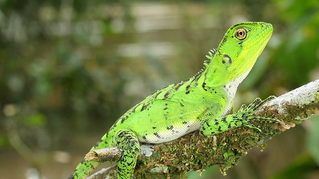 亚马逊森林龙(Enyalioides lataticeps)视频素材