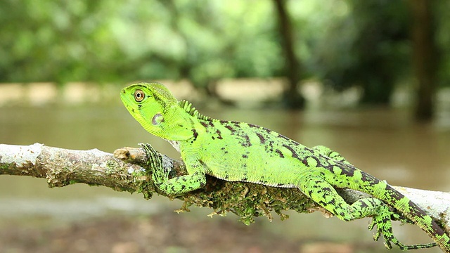 亚马逊森林龙(Enyalioides lataticeps)视频素材