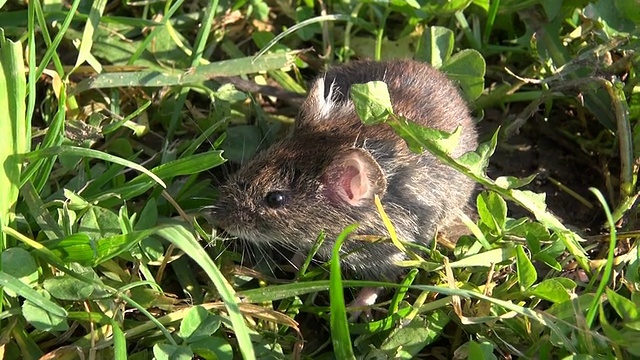 草原田鼠(Clethrionomys glareolus)视频素材