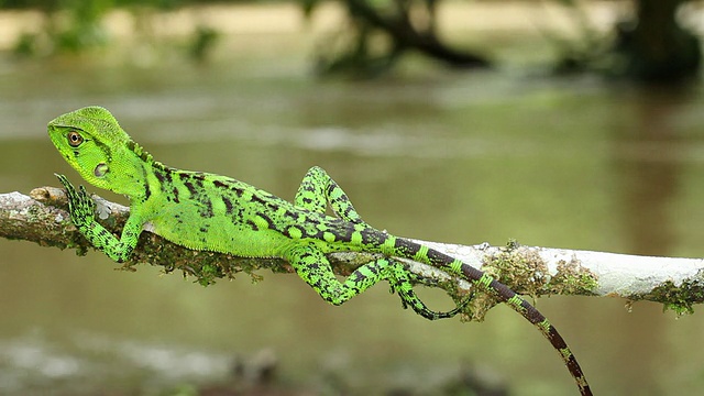 亚马逊森林龙(Enyalioides lataticeps)视频素材