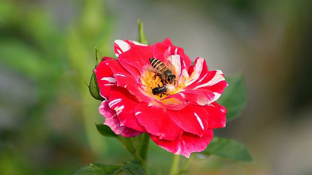 蜜蜂从红玫瑰上采集花粉视频素材