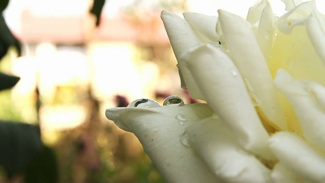 玫瑰雨滴视频素材