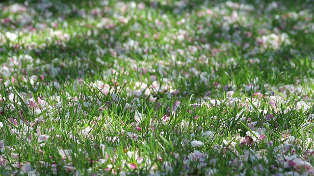 在微风中从树上飘落的花朵视频素材