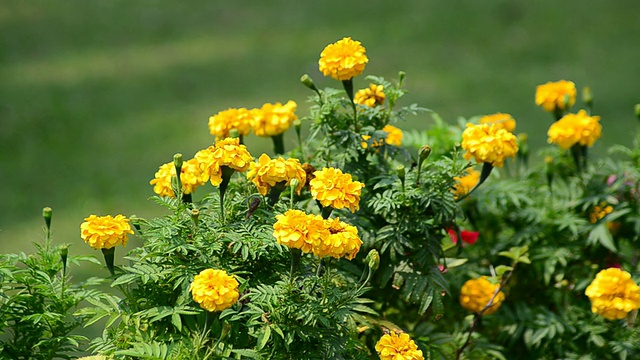 万寿菊鲜花视频素材