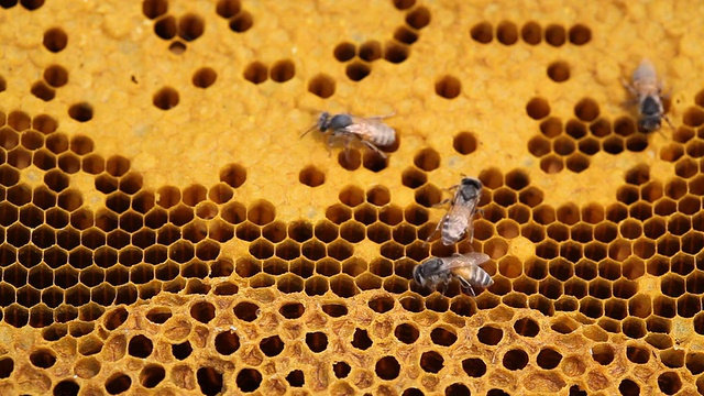 蜂蜜comb4视频素材