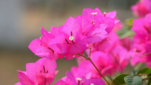 叶子花属视频素材