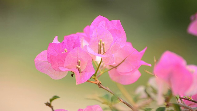 叶子花属视频素材