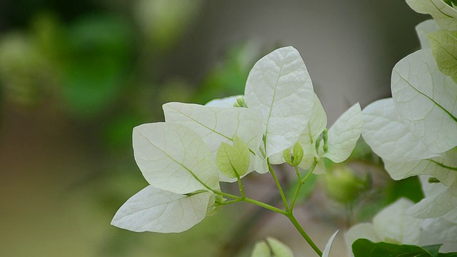 叶子花属视频素材