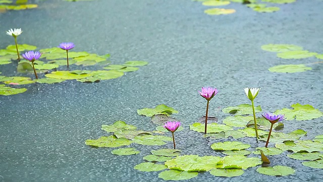 莲花池视频下载