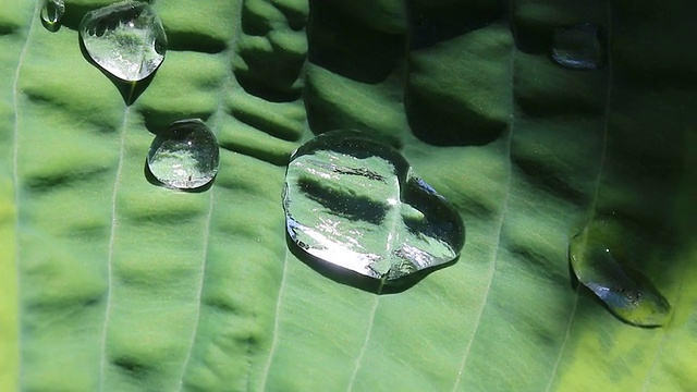 树叶上的雨滴视频素材