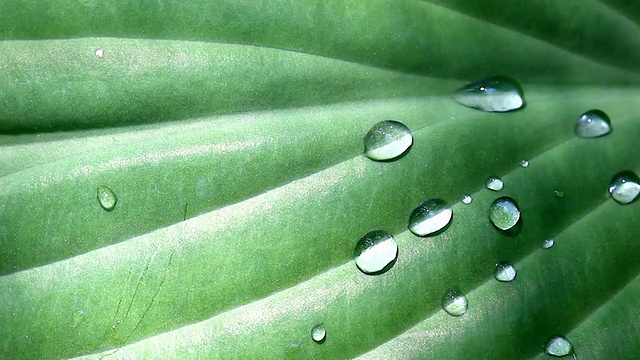 树叶上的雨滴视频素材