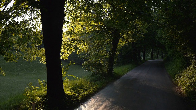 慢镜头:太阳在森林道路上耀斑视频素材