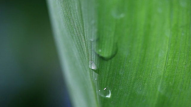 树叶和水滴视频素材