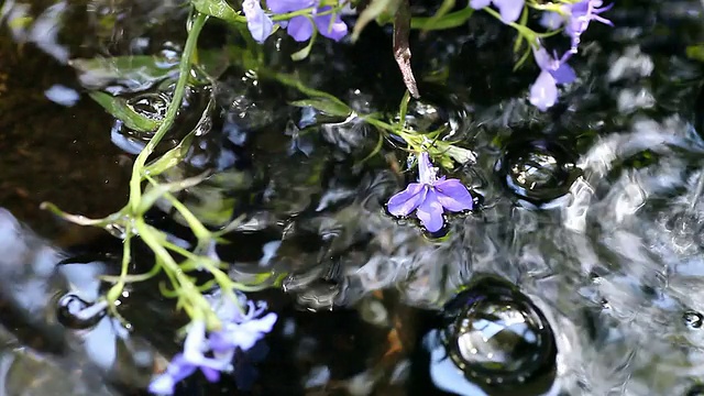 喷泉里的半边莲花视频素材