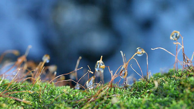 苔藓孢子茎与水视频素材